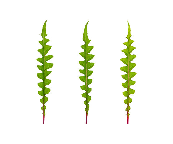 긴 줄기 잎사귀