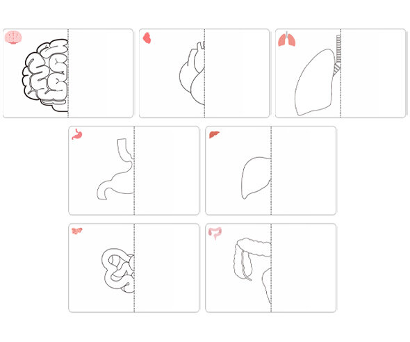 나의 몸속 기관 반쪽 그리기