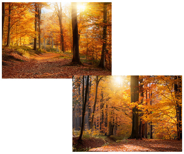 가을 숲속 배경