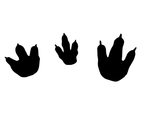 공룡발자국