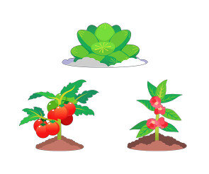 텃밭 작물(방울토마토,봉선화,다육이)