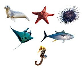 바다 동물(가오리,참치,해마,물개,불가사리,성게)