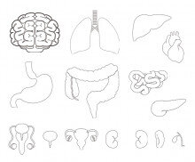 사람 몸속 기관(장기)색칠 모음