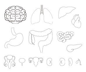 사람 몸속 기관(장기)색칠 모음