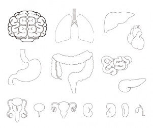 사람 몸속 기관(장기)색칠 모음