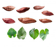 고구마, 고구마 잎