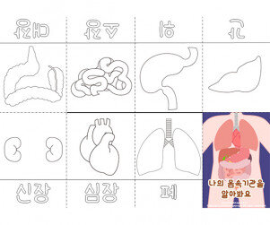 나의 몸속 기관을 알아봐요 사전