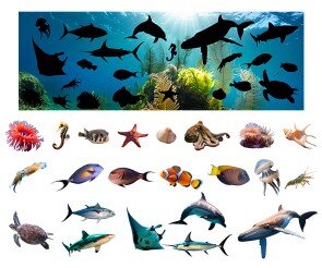 [개별도안] 바닷속 그림자 맞추기