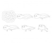 개구리 성장과정 색칠 모음