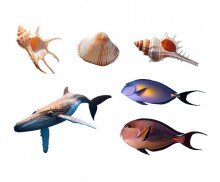 바다 동물(고래,열대어,조개)