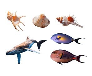 바다 동물(고래,열대어,조개)