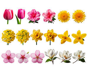 꽃(목련,유채꽃,민들레,진달래,수선화,튤립,개나리,벚꽃)