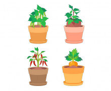 텃밭 작물 화분(당근,고구마,고추,강낭콩)