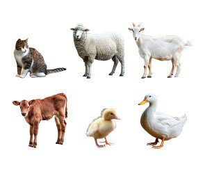 동물(오리,염소,양,고양이,송아지)