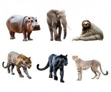 동물(흑표범,표범,나무늘보,코끼리,하마,치타)