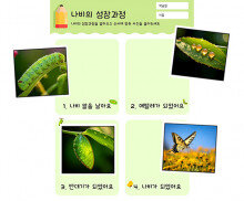 나비의 성장과정