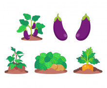 텃밭 작물(고구마,감자,당근,가지)