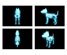 동물 엑스레이(고양이)