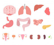 사람 몸속 기관(장기)