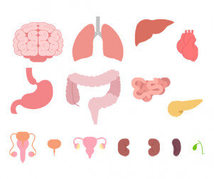 사람 몸속 기관(장기)