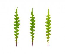 긴 줄기 잎사귀