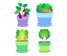 텃밭 작물 화분(가지,감자,청경채,상추)