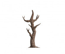 잎사귀 없는 나무