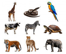 동물(거북이,기린,뱀,앵무새,얼룩말,젖소,코끼리,표범,호랑이)