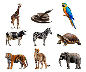 동물(거북이,기린,뱀,앵무새,얼룩말,젖소,코끼리,표범,호랑이)