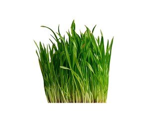 긴 줄기 잎사귀