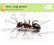 개미의 구조를 알아봐요
