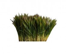 긴 줄기 잎사귀