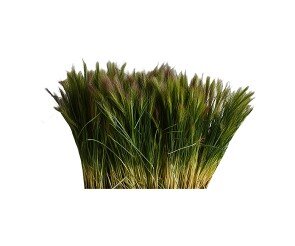 긴 줄기 잎사귀