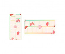 우리 몸속 기관 원고지 레터링(문구없음)