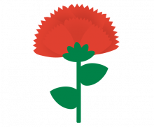 카네이션