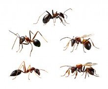 개미, 여왕개미