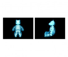 동물 엑스레이(곰)