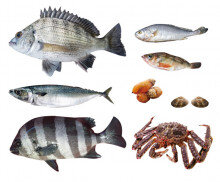 생선&해산물 모음2