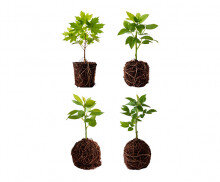 묘목(어린나무)