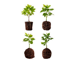 묘목(어린나무)