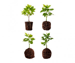 묘목(어린나무)