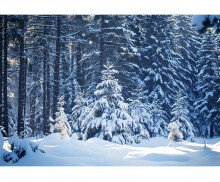 눈 내린 숲속 배경