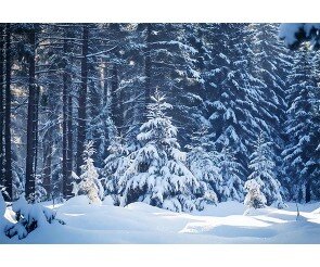 눈 내린 숲속 배경