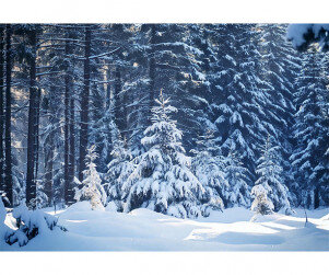 눈 내린 숲속 배경