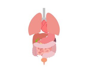 사람 몸속 기관(장기)
