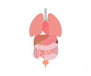 사람 몸속 기관(장기)