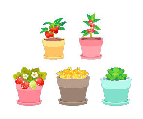 텃밭 작물 화분(딸기,다육이,방울토마토,콩나물,봉선화)