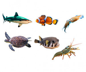 바다 동물(바다거북,상어,복어,오징어,바닷가재,흰동가리)