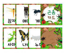 다양한 곤충 카드