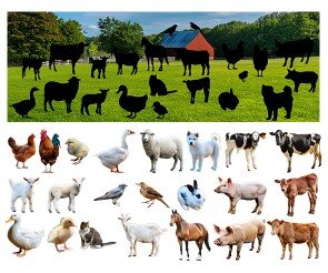 [개별도안] 농장에 사는 동물 그림자 맞추기(실사)